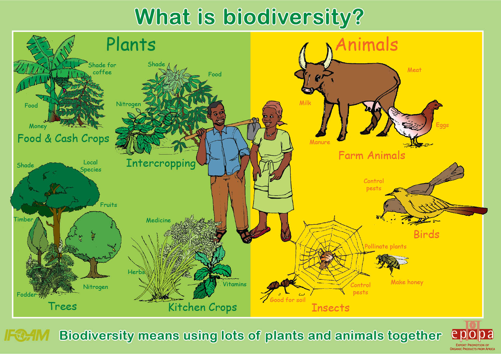 Animals more human. Биоразнообразие и человек. What is Biodiversity. Биоразнообразие это в экологии. Растения животные человек.