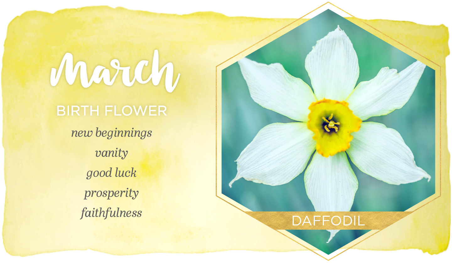March meaning. Birth month Flowers. Flowers by month of Birth. Daffodil Flower. Flower of the month чашки.